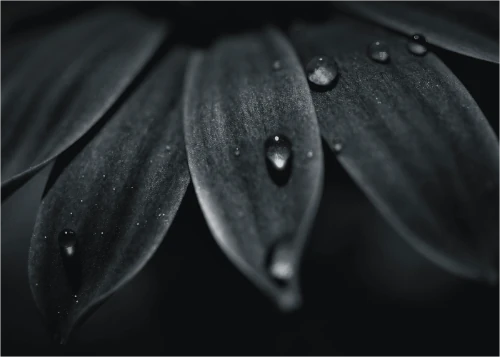 black_flowers