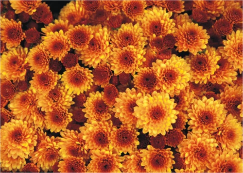 orange_flowers