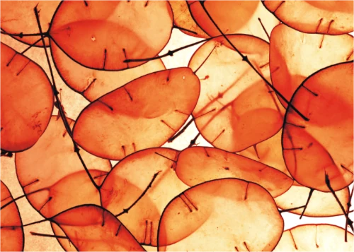 orange_shades