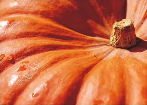 pumpkins_orange