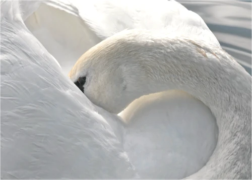 white swan