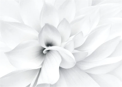 white_flowers