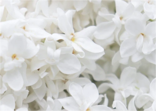 white_orchids